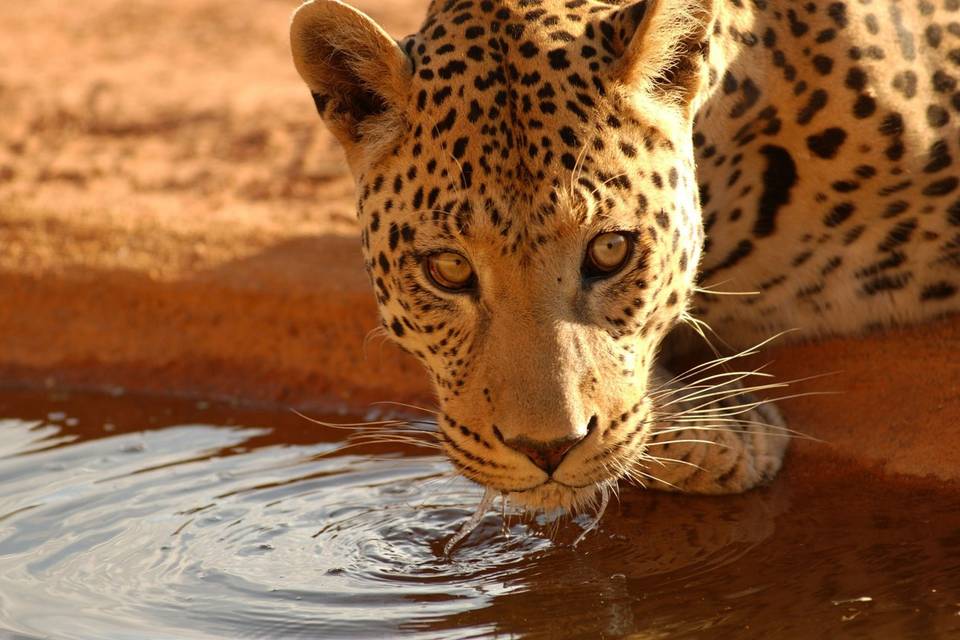 Namibia Safari