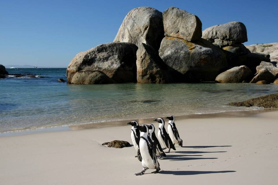 Sudafrica Boulders Beach