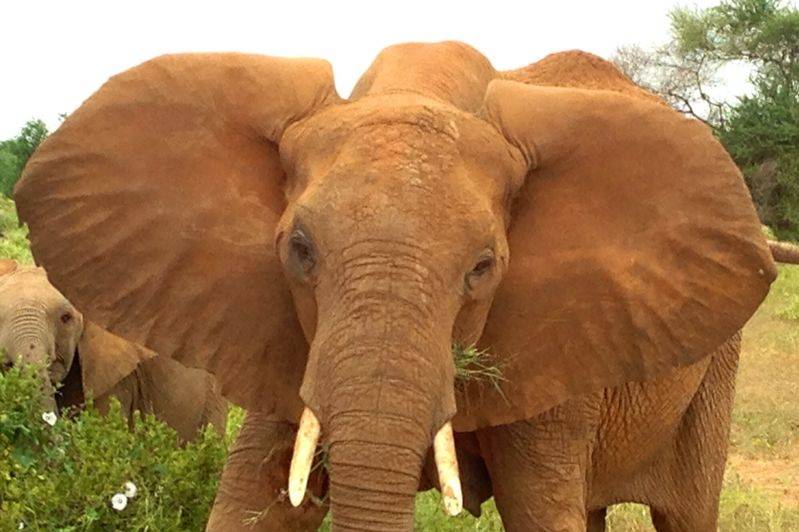 Tsavo Est National Park