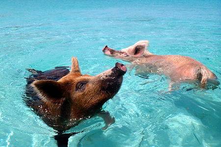 Bahamas - swimming_pigs