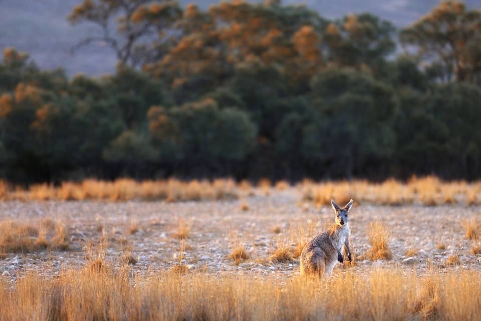 Australia  (Foto Maurizio B.)