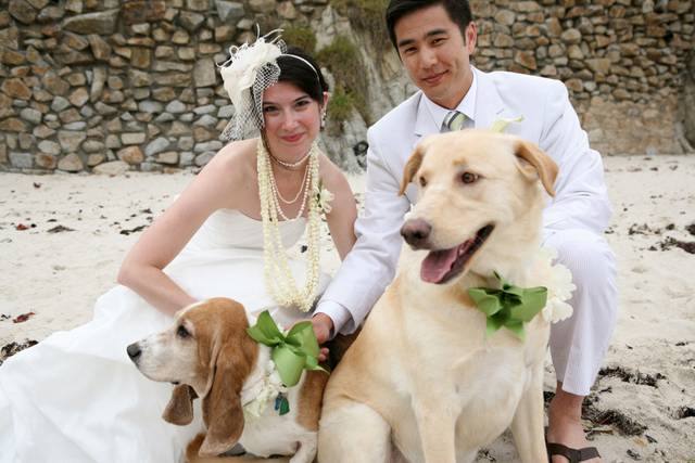 Wedding And Pet's