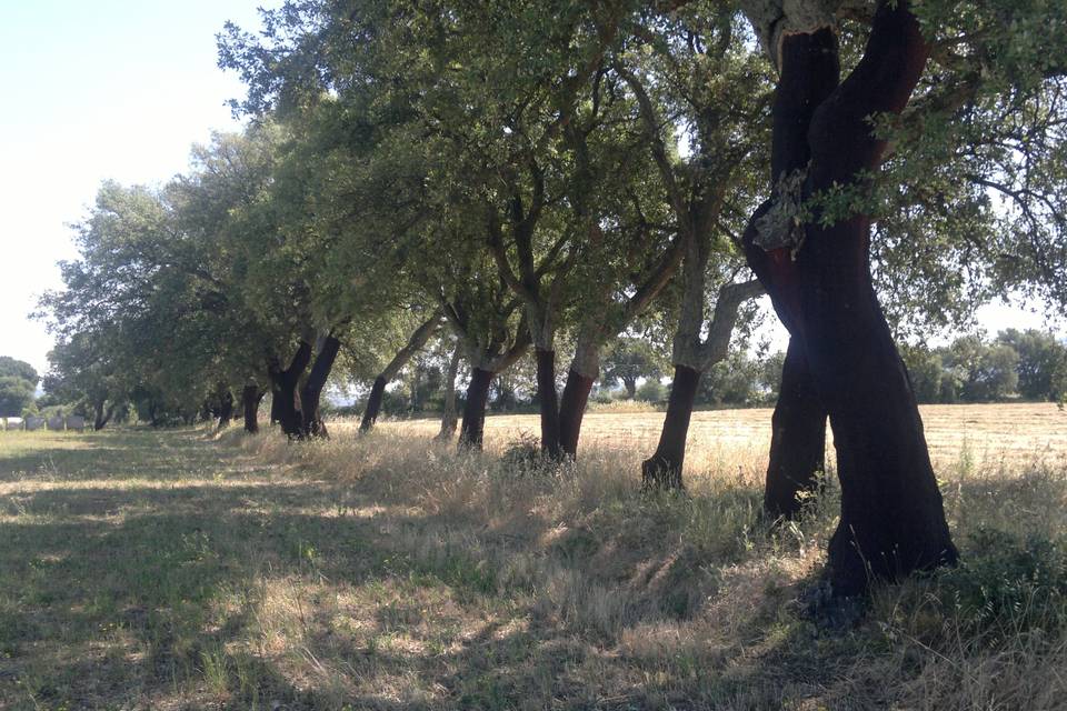 Agriturismo Il Selvello