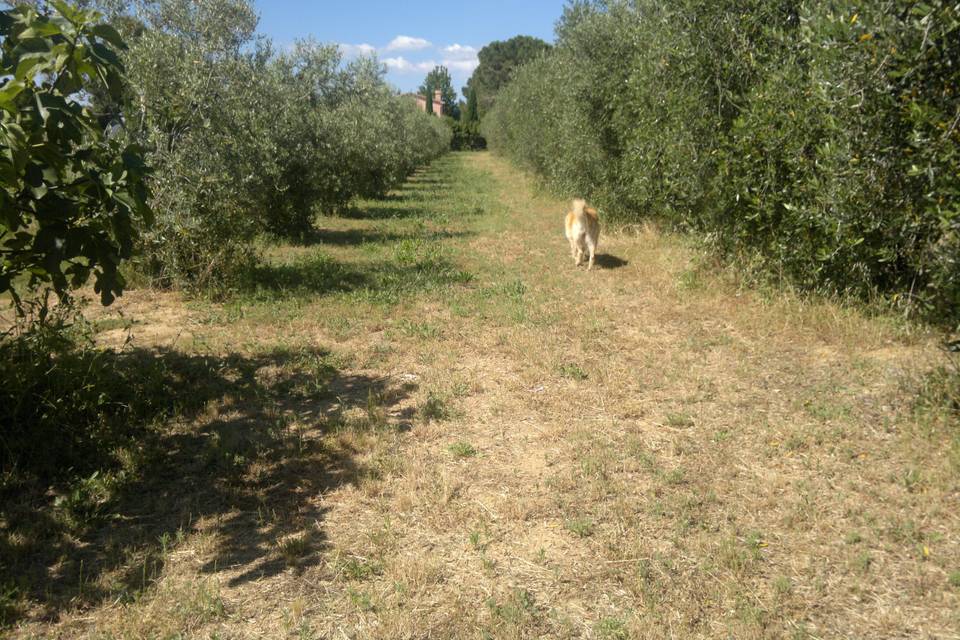 Agriturismo Il Selvello