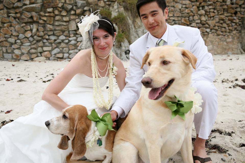 Wedding And Pet's