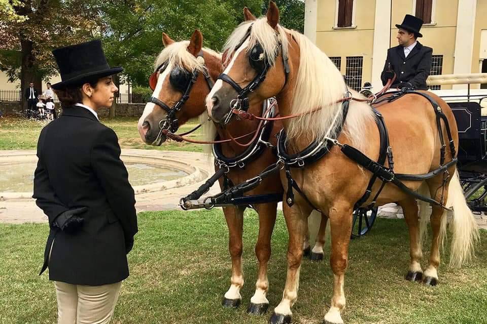 Wedding day - F.lli Zucchi Carrozze e Cavalli