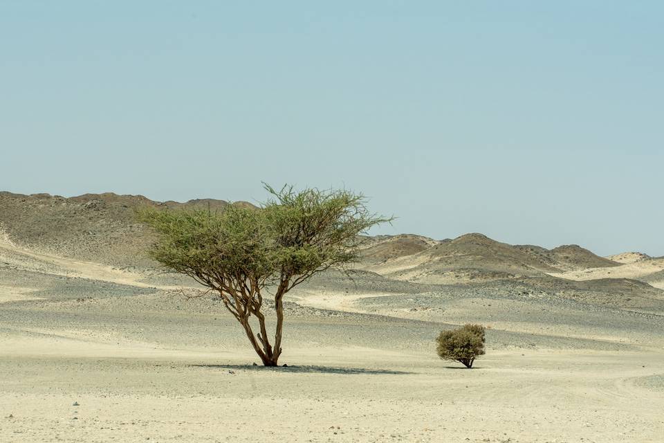 Red Sea