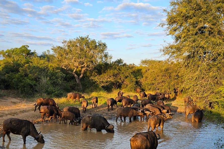 Sudafrica