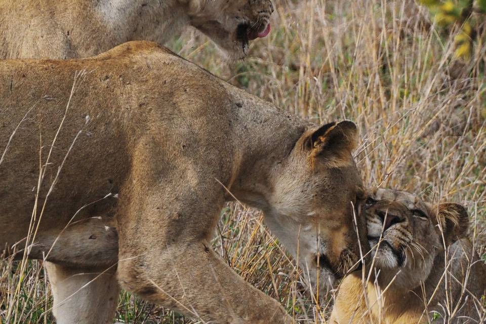 Sudafrica