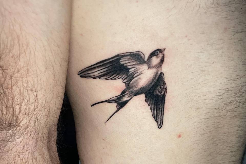 Swallow