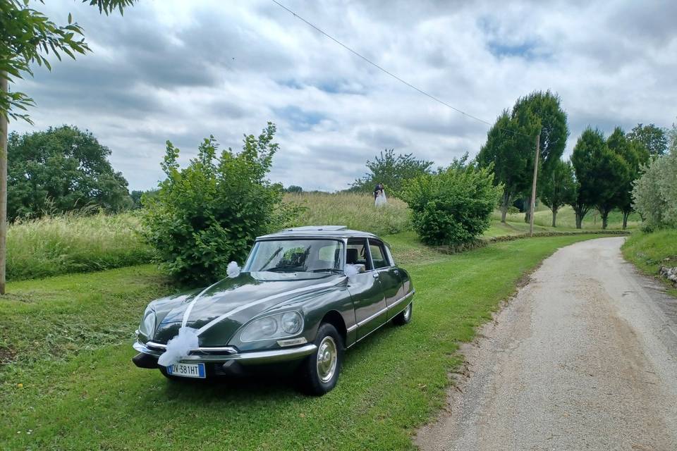 Pallas on the green