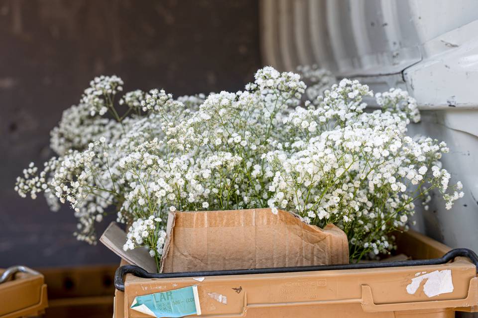 Deposito di fiori bianchi pronti per l_uso