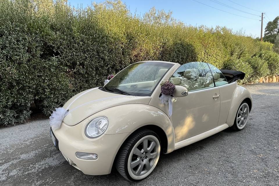 New beetle