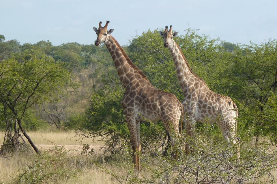 Sudafrica Safari