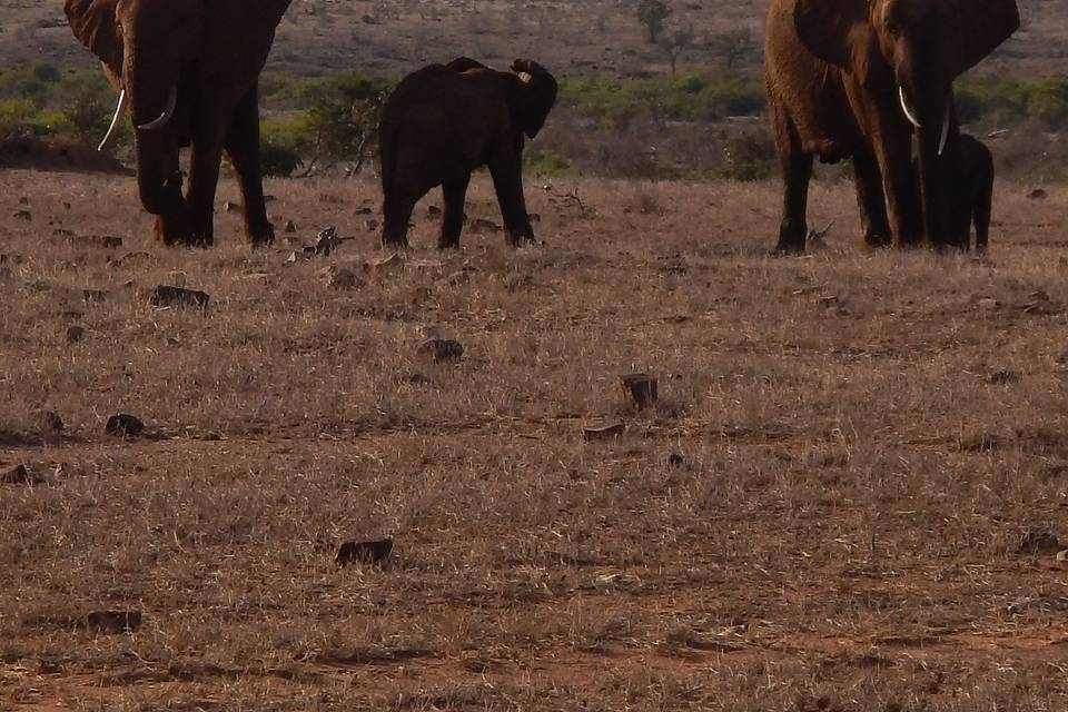 Kenya