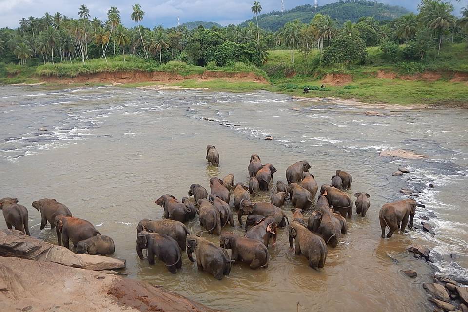Srilanka