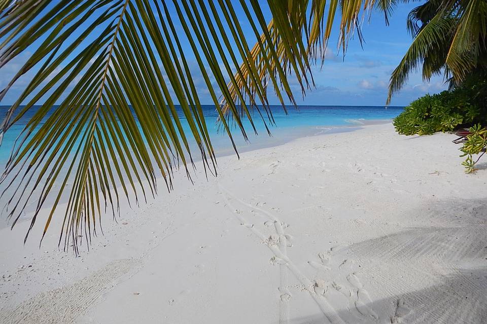Maldive