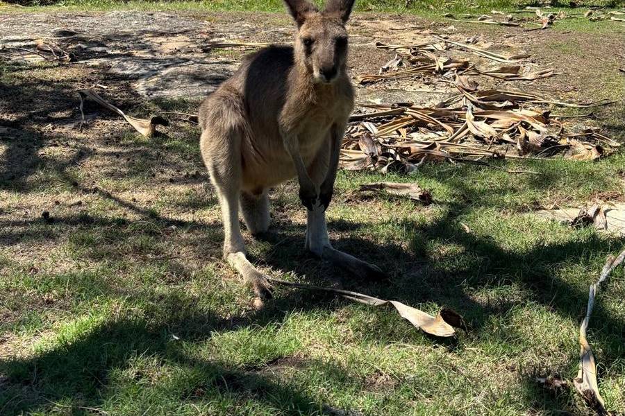 Canguro in Australia