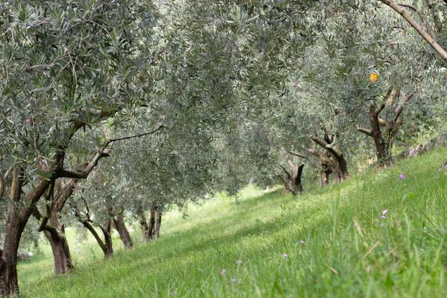 Piante Grasse - Bomboniere per Occasioni Speciali - Bassano del Grappa