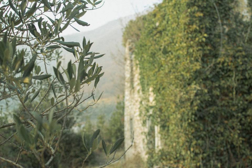 L'oliveto storico