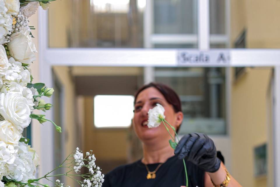Gypsophila