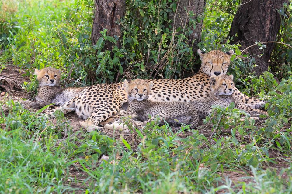 Serengeti Tanzania 2018