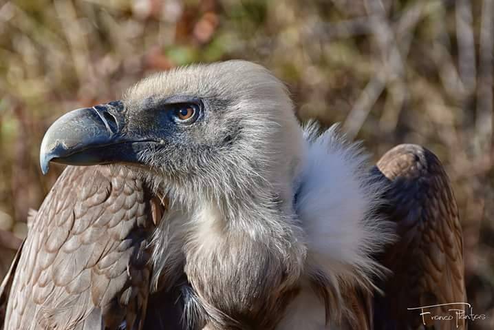 Titan, il falco