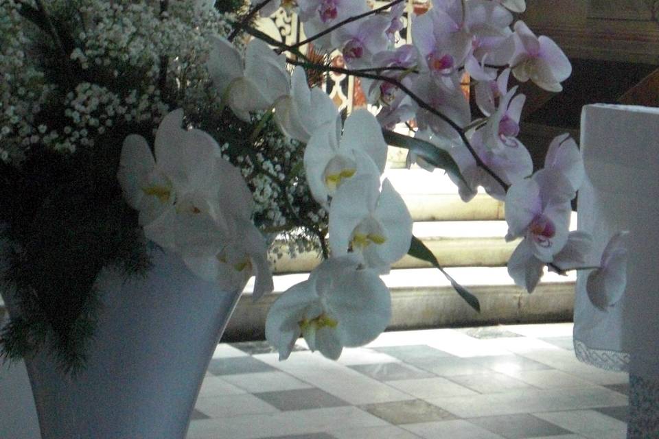 Orchidee