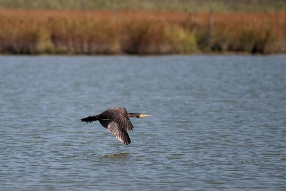 Oasi faunistica e cormorano