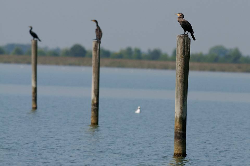 Laguna di marano