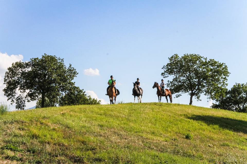 Horse Riding in vigna