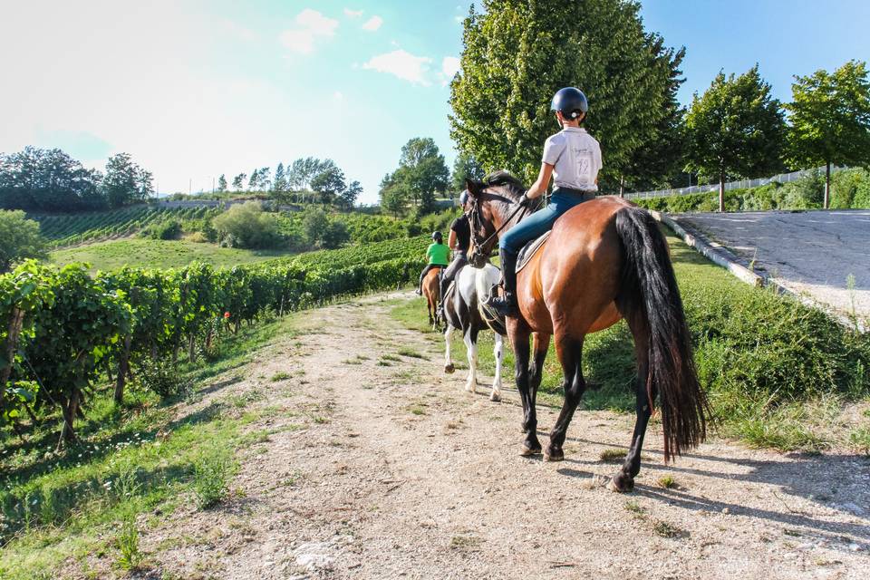 Horse Riding in vigna