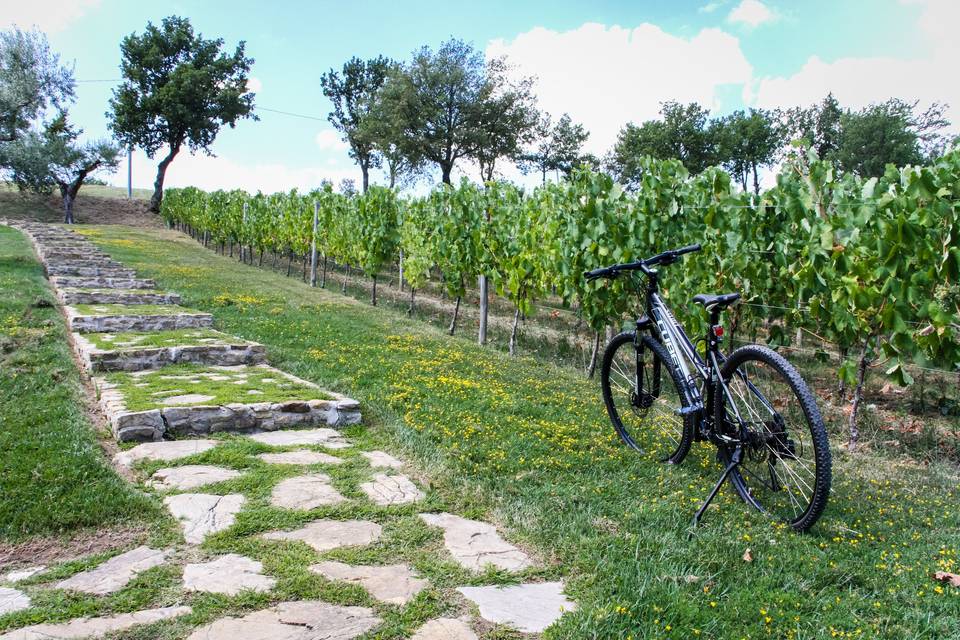 Biking in vigna