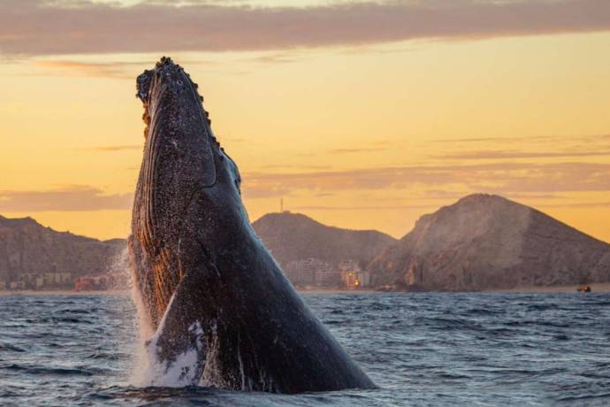 Baja california balena