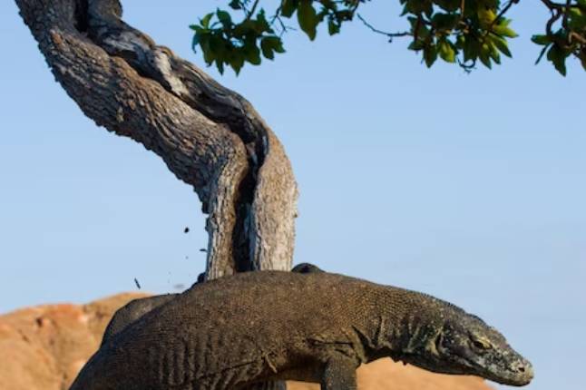 Indonesia drago di komodo