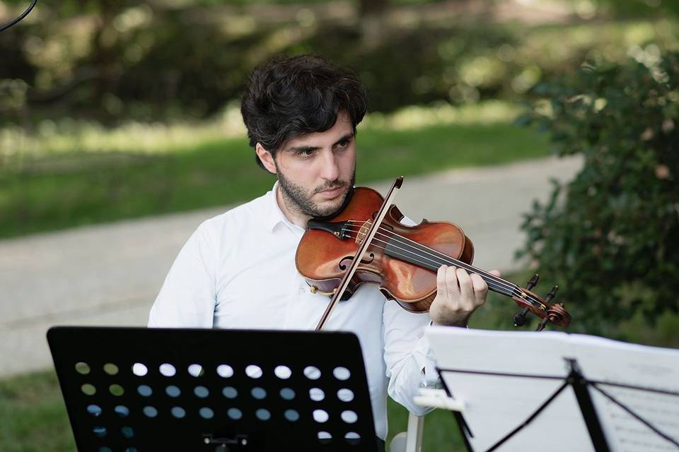 Violino
