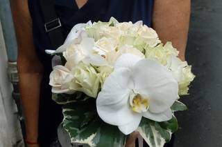 Il fiore di Stefano Schlegel