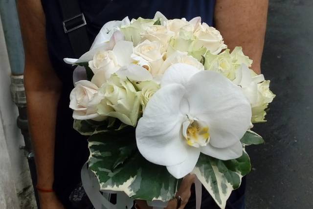 Il fiore di Stefano Schlegel