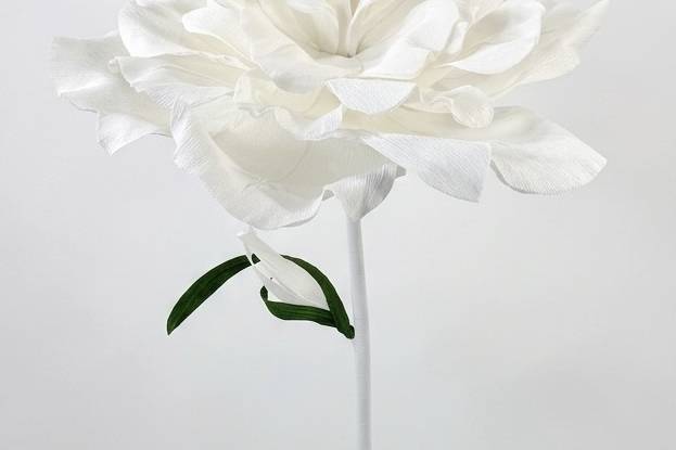 Rosa Gigante