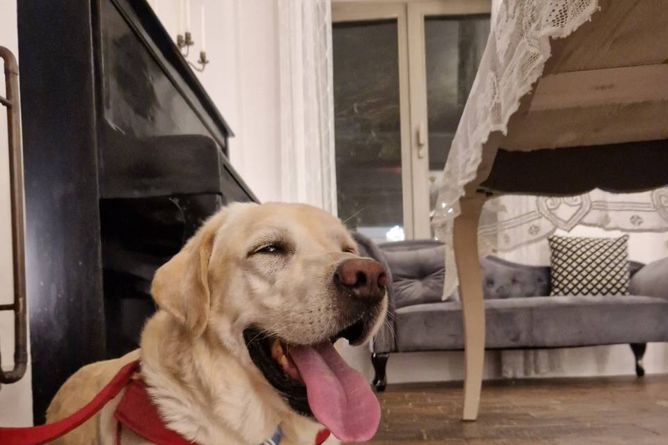 Ringo