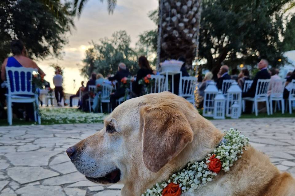 Kira wed