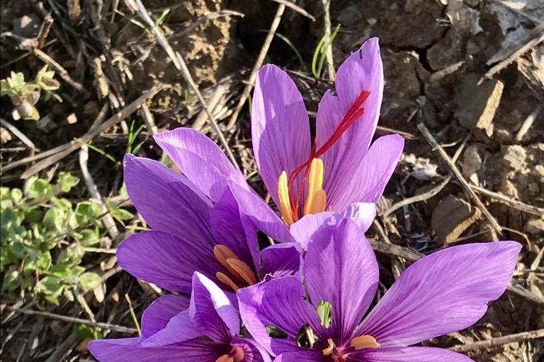 Fiori da raccogliere