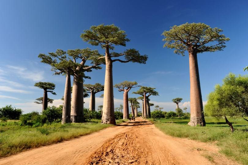 Madagascar, Baobab Avenue