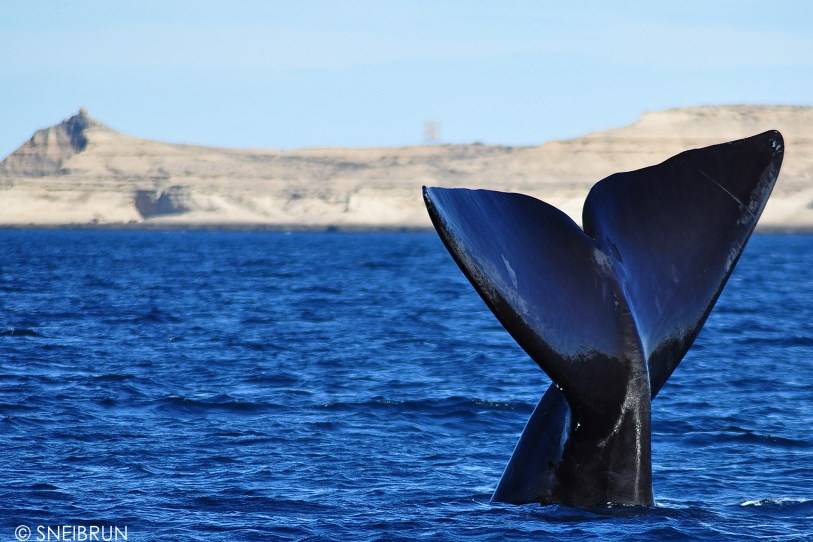 Baja California, balena