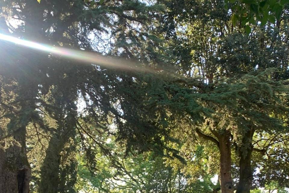 Il verde ci circonda