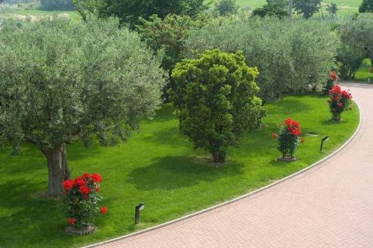 Il parco degli olivi