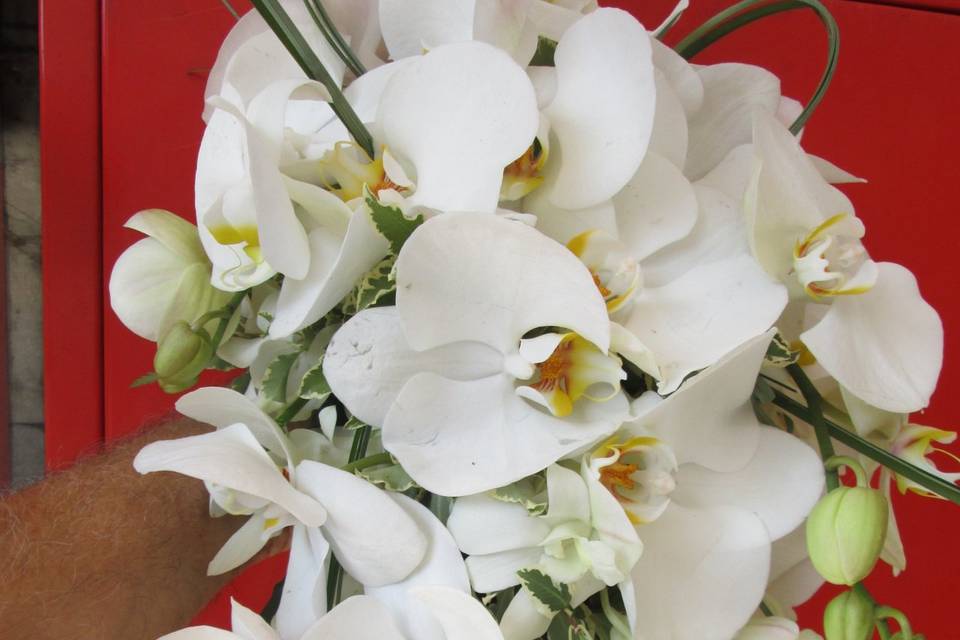 Bouquet phalaenopsis