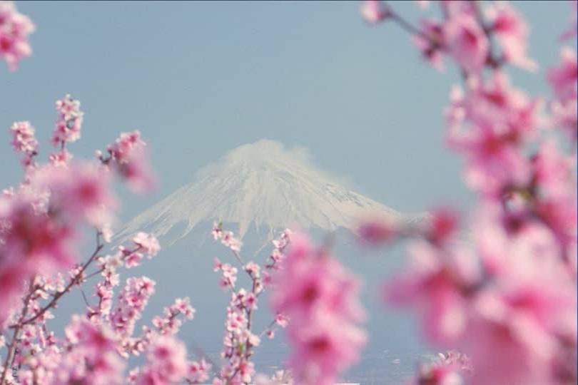 Monte Fuji e ciliegi Giappone