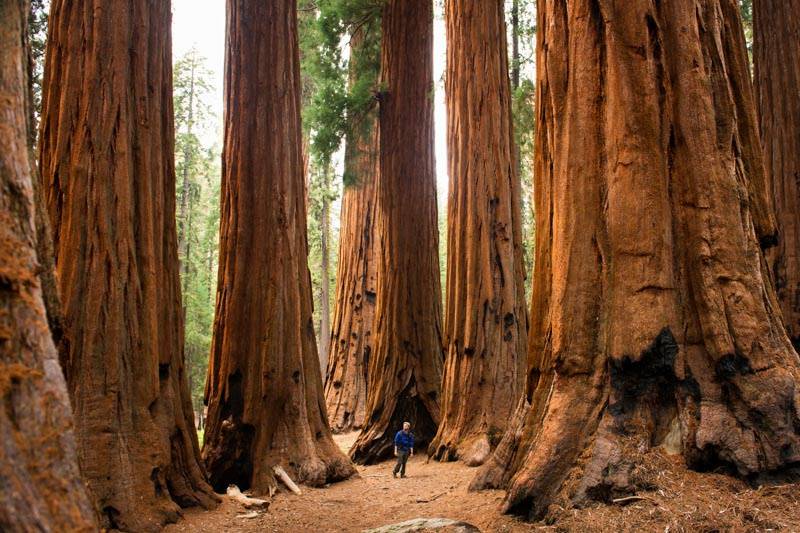 Sequoia N.P. -USA
