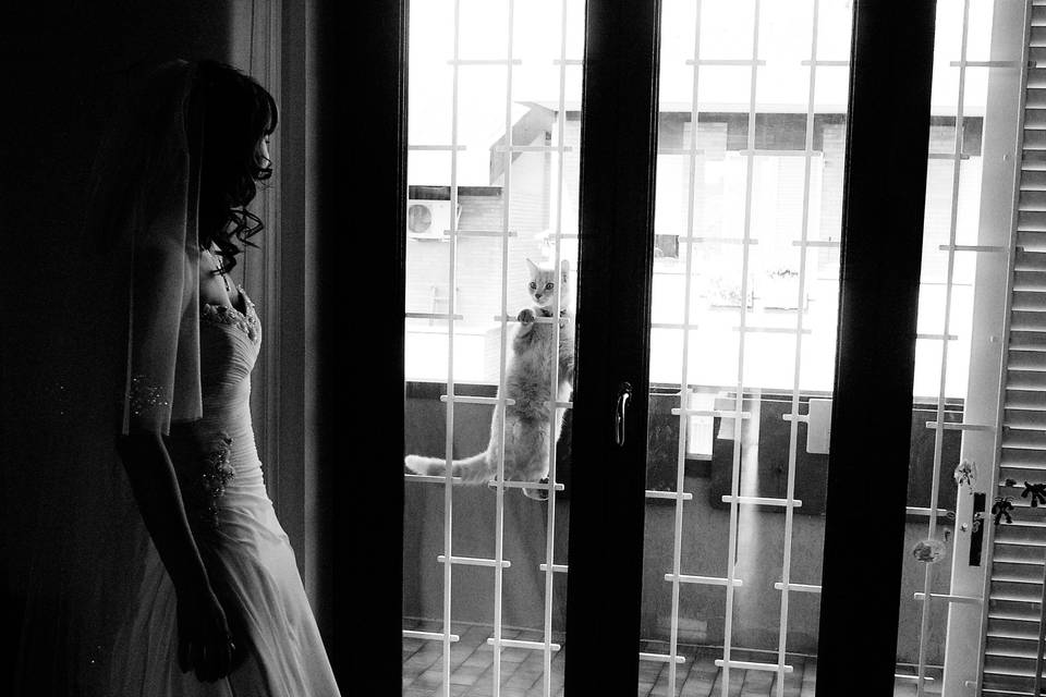 Bride and cat